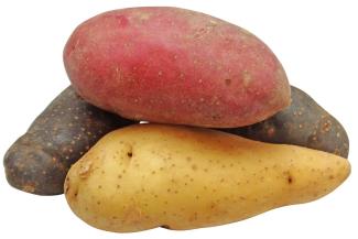 Papa o patata - Solanum tuberosum