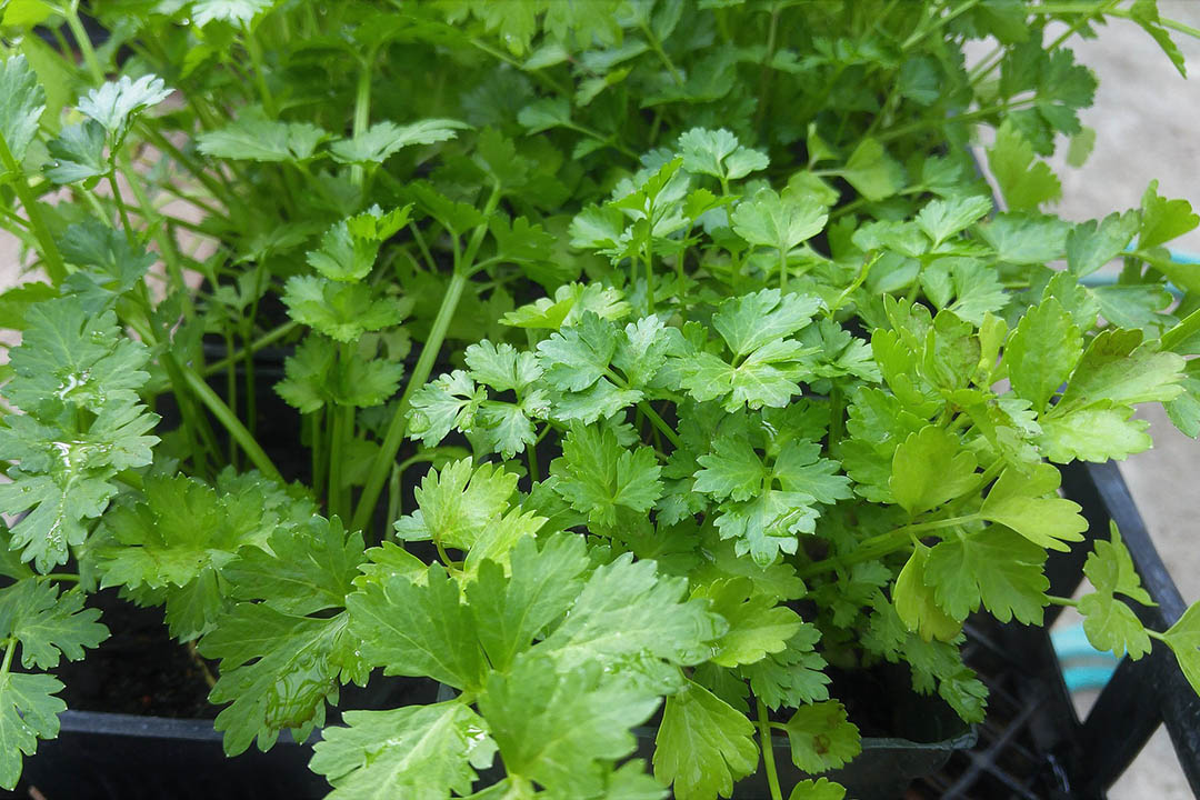 Cilantro - Coriandrum sativum